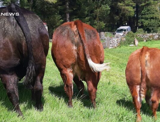 Mark Your Calendars: Elite Commercial Haltered Cattle Sale on Saturday, 13th May, 2023