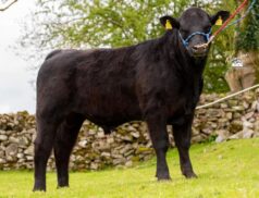 Midland & Western Livestock Mart Hosts Prestigious Angus and Hereford Auction in Carrick-on-Shannon on Saturday, 6th May