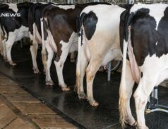 Monthly Dairy Sale at Omagh Mart: Special Entry of 14 Freshly Calved AI Bred Heifers