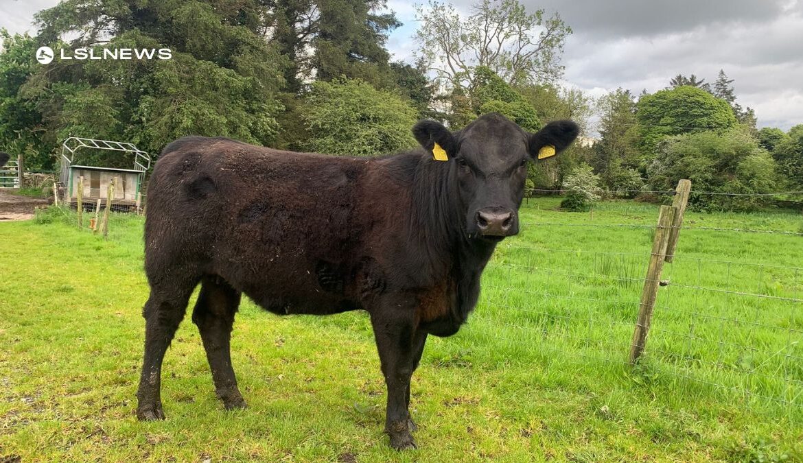 Pedigree Angus Heifers for Next Thursday's Special Pedigree Sale at Ballymote Mart