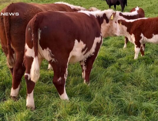 Rockstar Herefords: Showcasing Excellence at the Herd Dispersal Sale next Wednesday, 31st May