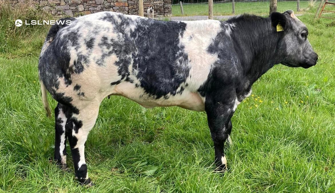 Show Quality Pedigree Registered Belgian Blue Heifer and Bull Offered for Sale at Gortatlea Mart next Wednesday, 24th May