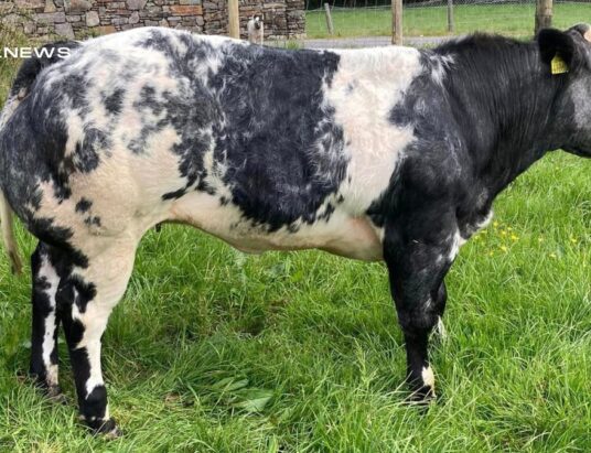 Show Quality Pedigree Registered Belgian Blue Heifer and Bull Offered for Sale at Gortatlea Mart next Wednesday, 24th May