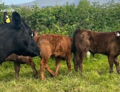 Special Entry at Cahir Mart on Wednesday,24th May: Clearance Sale of Suckler Cows and Calves
