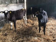 Special Entry at Dungarvan Mart: Reared Calves Perfectly Suited for Grazing