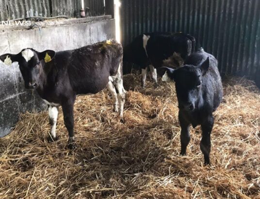 Special Entry at Dungarvan Mart: Reared Calves Perfectly Suited for Grazing