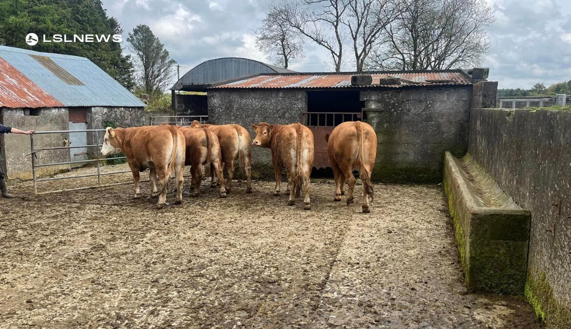 Super Store Heifer Alert: Top Class Limousin Heifers on Offer at Cootehill Mart today, Wednesday 3rd May
