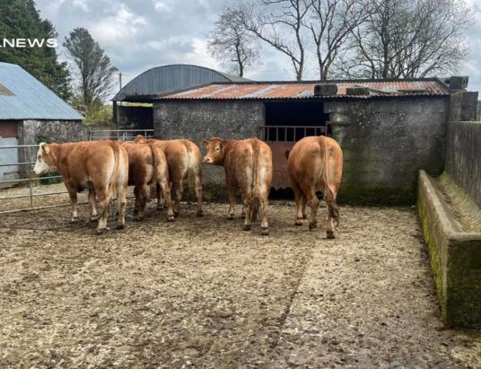 Super Store Heifer Alert: Top Class Limousin Heifers on Offer at Cootehill Mart today, Wednesday 3rd May