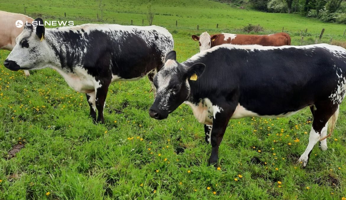 Thursday 25th May Special Dry Cow and Suckler Sale in conjunction with usual lots at Aurivo Livestock Mart Ballymote