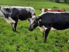 Thursday 25th May Special Dry Cow and Suckler Sale in conjunction with usual lots at Aurivo Livestock Mart Ballymote