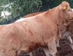Today, 17th May at Dungannon Mart: An Exquisite Showcase of Livestock Awaits