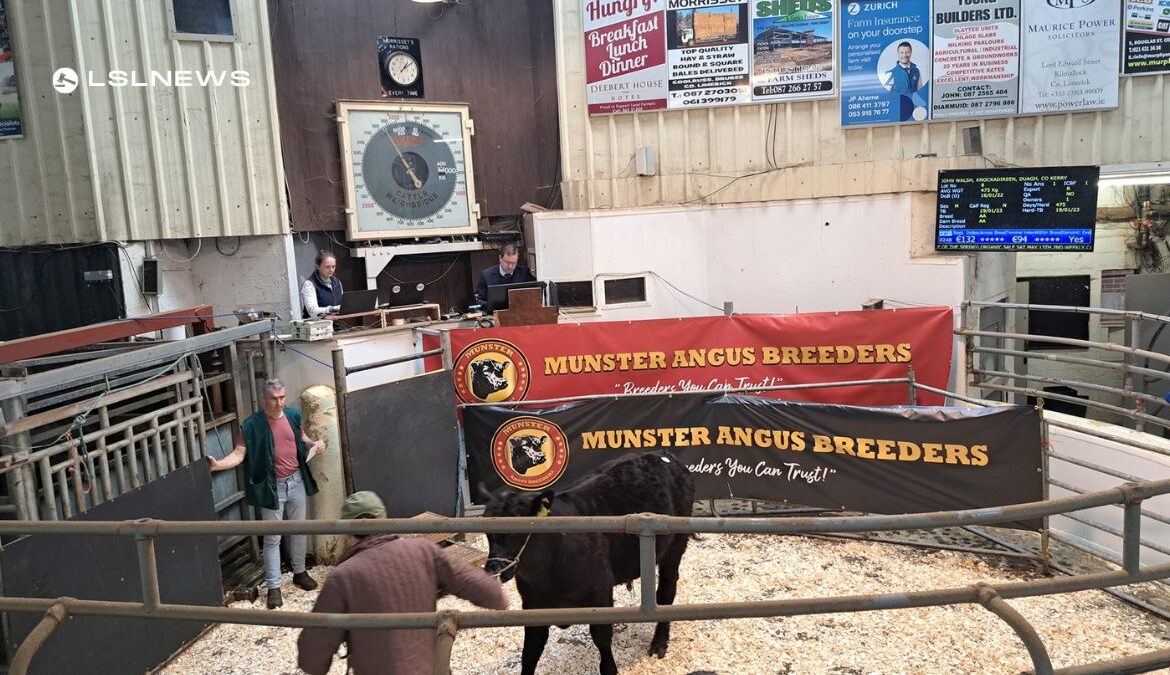 Top Sales at Munster Angus Breeders Event Showcase Exceptional Pedigree, Online Bidding Boosts Success