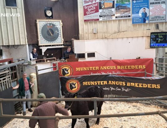 Top Sales at Munster Angus Breeders Event Showcase Exceptional Pedigree, Online Bidding Boosts Success