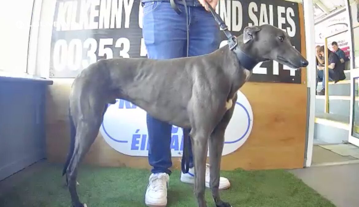 Trials and Auctions at Kilkenny Greyhound Stadium: A Spectacular Showcase of Greyhound Talent and Record-breaking Sales