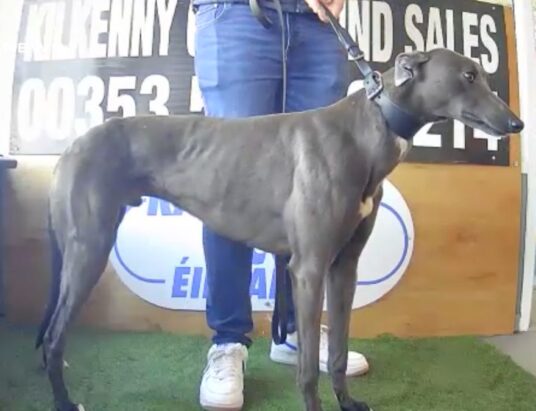Trials and Auctions at Kilkenny Greyhound Stadium: A Spectacular Showcase of Greyhound Talent and Record-breaking Sales