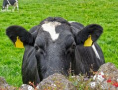LSL Select Price Report – Cattle Mart 14/06/2023 