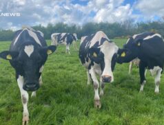 Important Dispersal Sale of Entire Herd at Delvin Mart: A Rare Opportunity for Dairy Enthusiasts