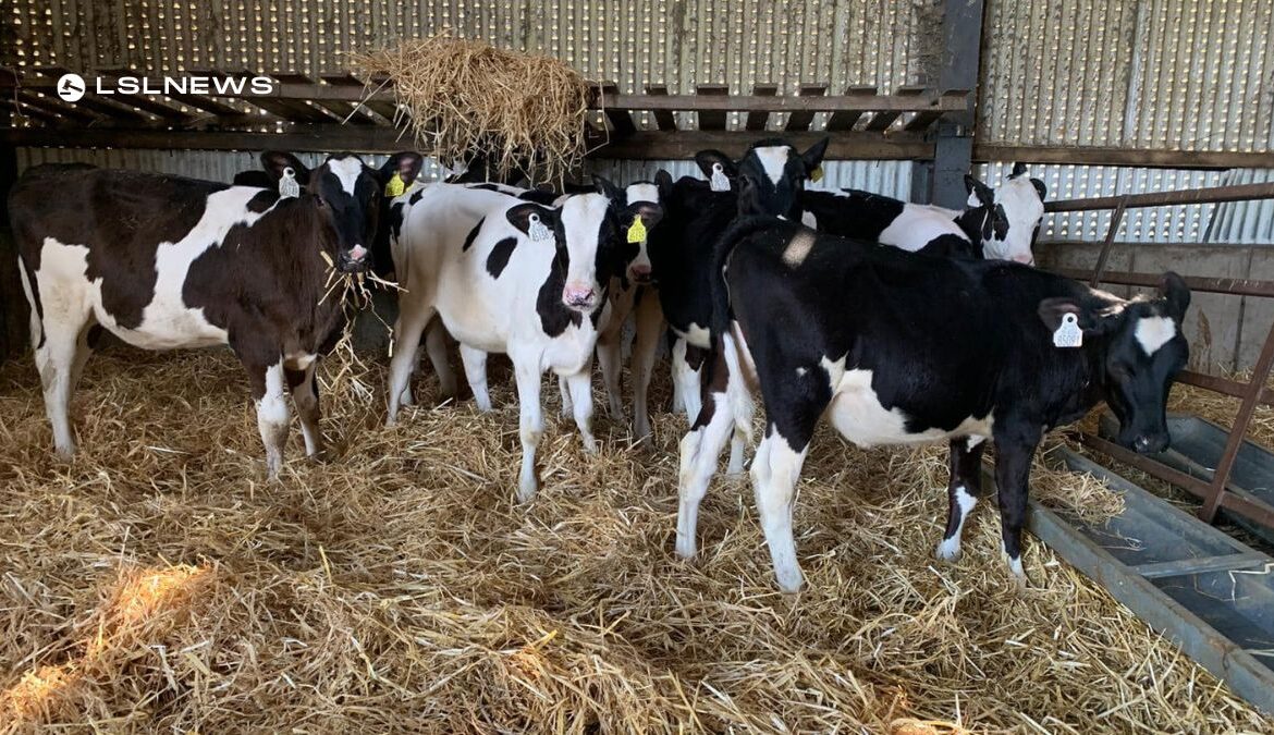 30 Reared Friesian Heifer Calves at Carnaross Mart on Wednesday, 21st June