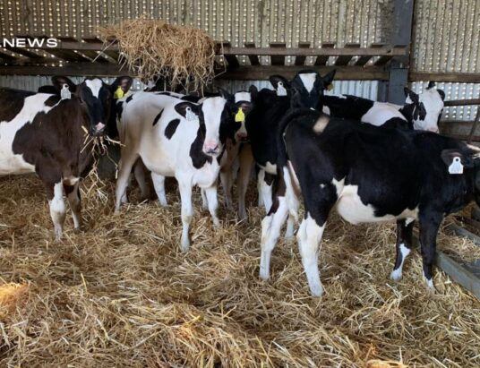 30 Reared Friesian Heifer Calves at Carnaross Mart on Wednesday, 21st June