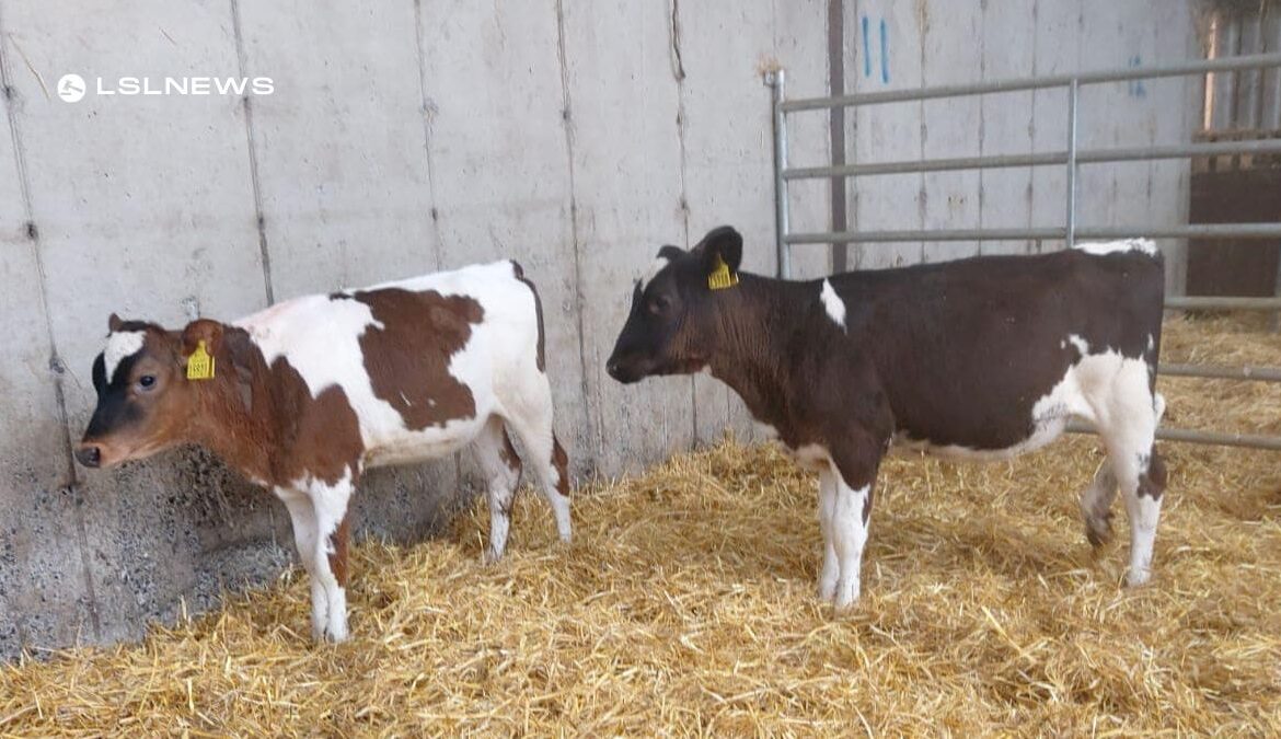 A Special Treat for the Buyers at Corrin Mart: High-Yield Dairy Heifer Calves today, 20th June