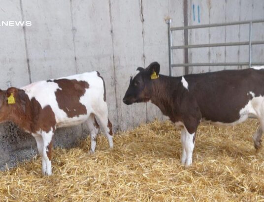 A Special Treat for the Buyers at Corrin Mart: High-Yield Dairy Heifer Calves today, 20th June
