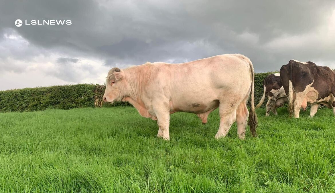 A Superior Charolais Bull at the Omagh Mart today, 5th June - A Prime Investment Opportunity