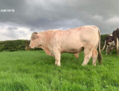A Superior Charolais Bull at the Omagh Mart today, 5th June - A Prime Investment Opportunity