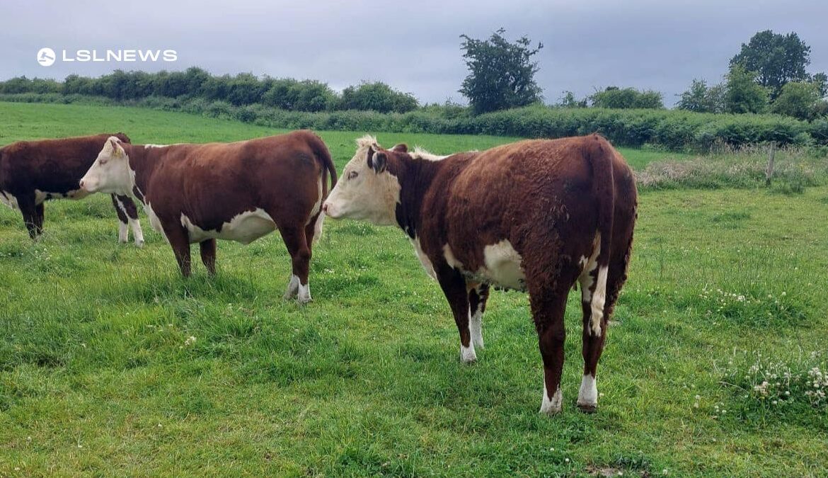 An Exciting Event: High-Quality Heifers for Auction at Gortatlea Mart This Friday 30th June