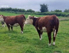 An Exciting Event: High-Quality Heifers for Auction at Gortatlea Mart This Friday 30th June