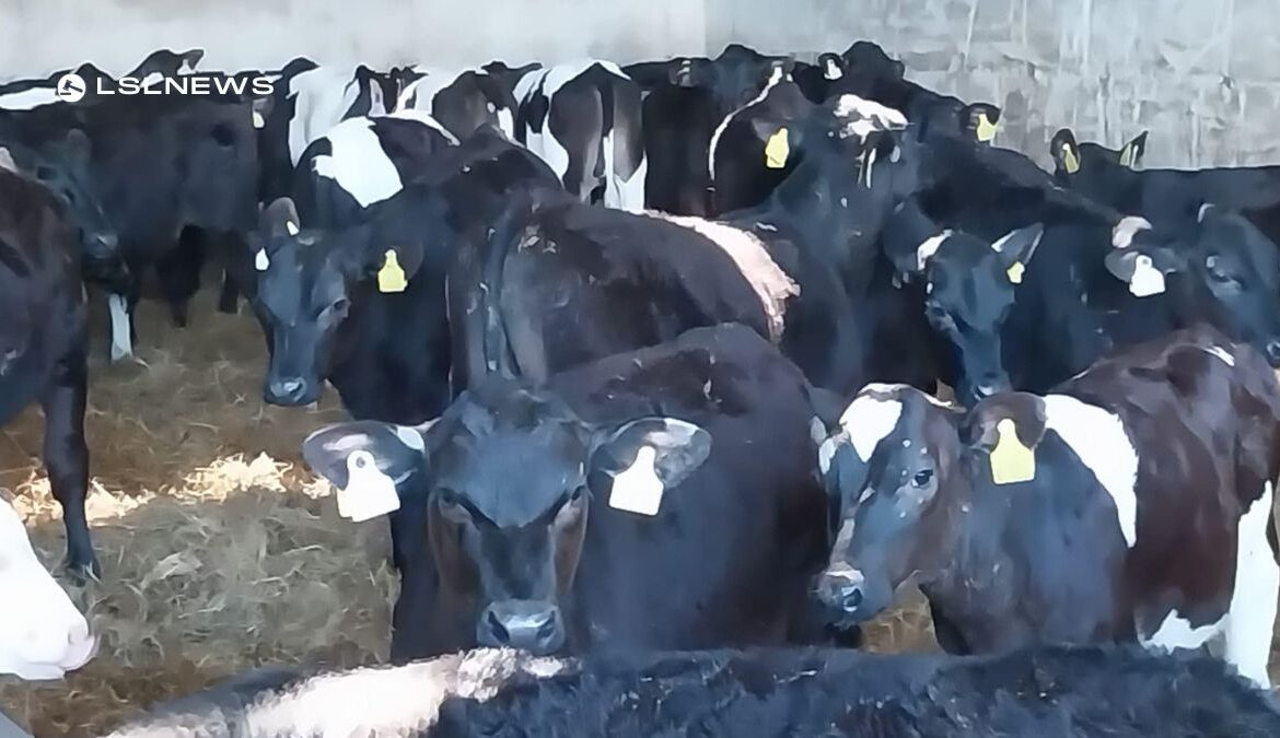 An Exciting Opportunity: Over 100 Reared Calves on Offer Today, saturday 10th June at Abbeyfeale Mart!