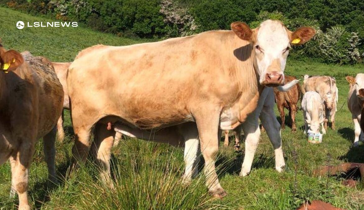 Anticipation Builds for Draperstown Mart Event: A Showcase of Limousin and Charolais Calves next Saturday, 3rd June
