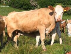 Anticipation Builds for Draperstown Mart Event: A Showcase of Limousin and Charolais Calves next Saturday, 3rd June
