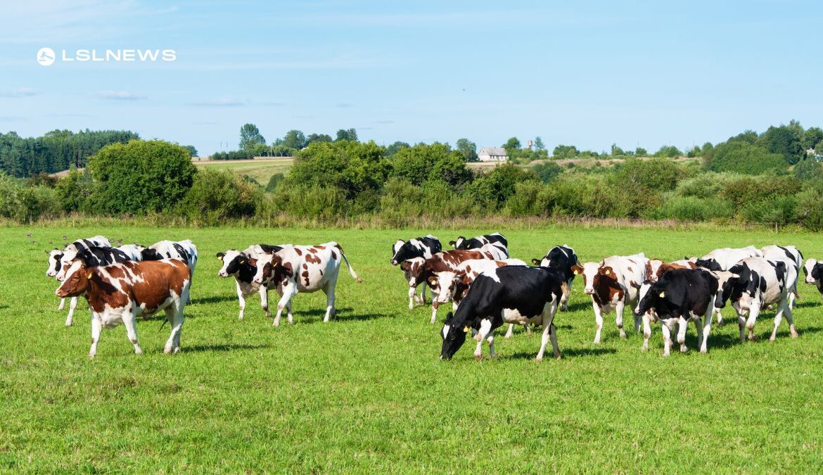 Carnaross Mart Gears Up for Dairy Sale Event: A Golden Opportunity for Carrickmacross Farmers