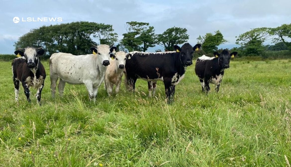 Cattle Sale this Saturday 24th June at Mid-Kerry Mart