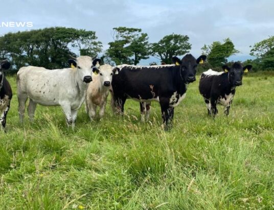 Cattle Sale this Saturday 24th June at Mid-Kerry Mart
