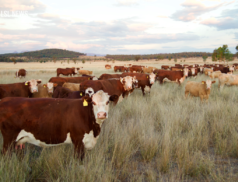 LSL Select Price Report – Cattle Mart – 03/11/2023