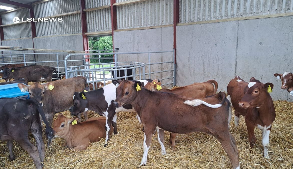 Corrin Mart's Special Entry: High-Quality Crossbred Heifer Calves Ready for Auction next Tuesday, 13th June