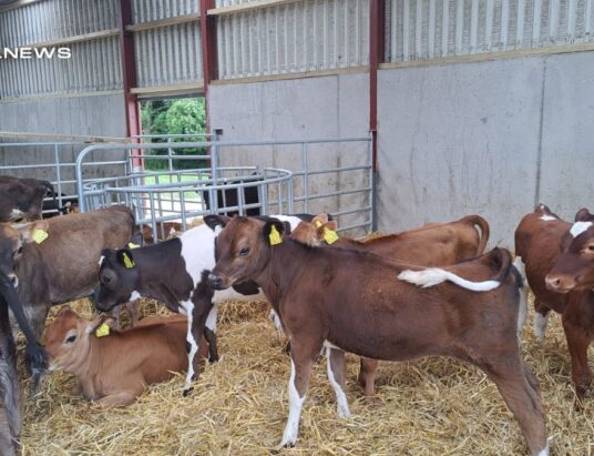 Corrin Mart's Special Entry: High-Quality Crossbred Heifer Calves Ready for Auction next Tuesday, 13th June