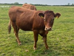 Dispersal Sale at Tullamore Mart: Top Quality Pedigree Limousin 5 Star Heifers Available today, 19th June