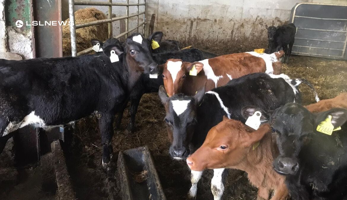 Exceptional Opportunity at Waterford Mart: 60 Special Entry AA Calves This Saturday!