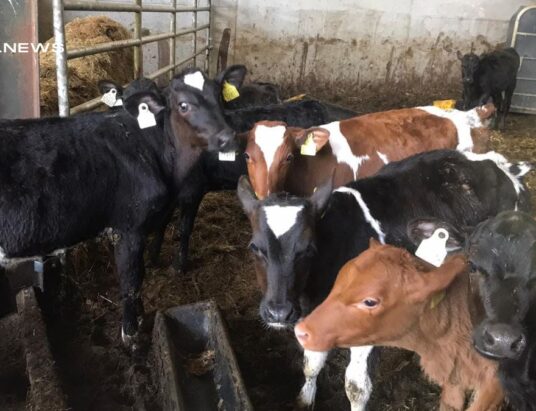 Exceptional Opportunity at Waterford Mart: 60 Special Entry AA Calves This Saturday!