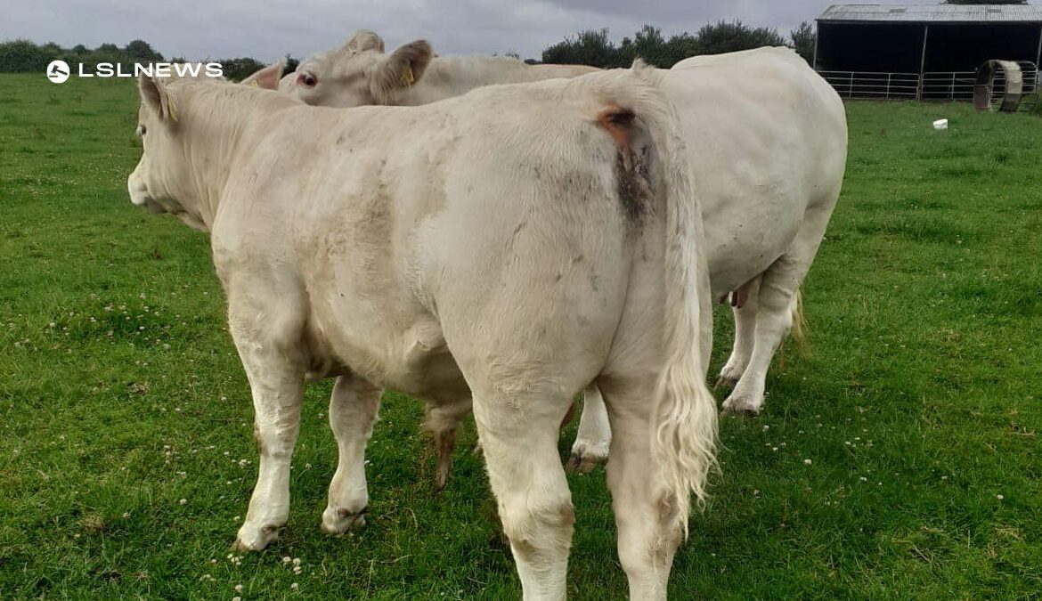 Exceptional Pedigree Charolais Cow and Bull Calf to Feature in This Saturday's Sale