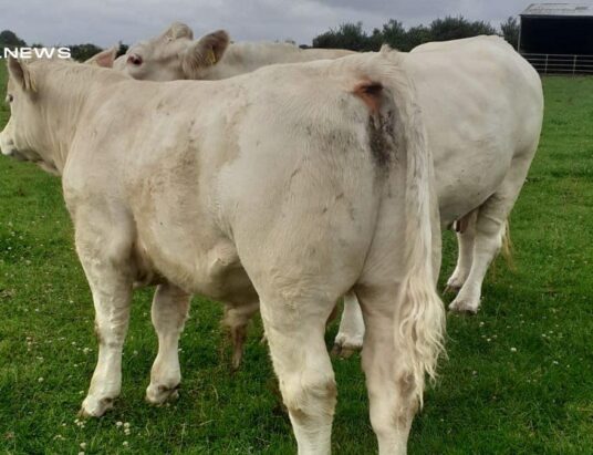 Exceptional Pedigree Charolais Cow and Bull Calf to Feature in This Saturday's Sale