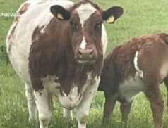 Draperstown Livestock Market