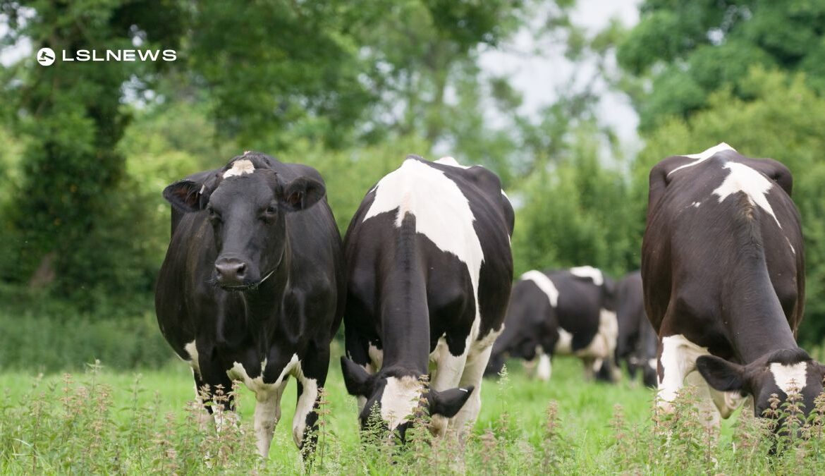 Genuine Dairy Clearance Sale at Ennis Mart: A Golden Opportunity for Farmers next Tuesday, 20th June