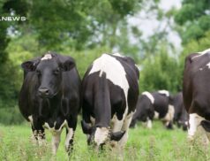 Genuine Dairy Clearance Sale at Ennis Mart: A Golden Opportunity for Farmers next Tuesday, 20th June