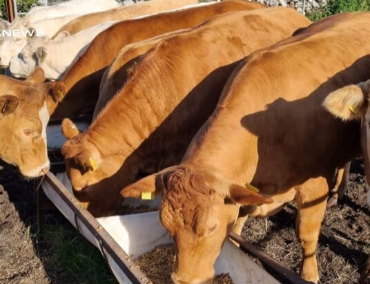Headford Livestock Mart Presents a Stellar Line-Up of 4 & 5 Star Heifers and Immune Bull Calves this Saturday, 17th June!