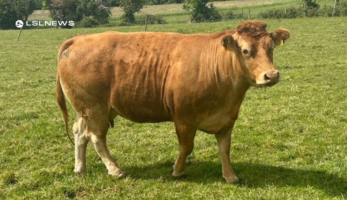 Magnificent Pedigree Limousin Dispersal Sale at Carnaross Mart next Tuesday, 13th June