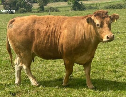 Magnificent Pedigree Limousin Dispersal Sale at Carnaross Mart next Tuesday, 13th June