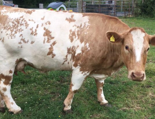 Quality Cow and Calf Sale at Cootehill Mart Don't Miss Out on These Exceptional Animals
